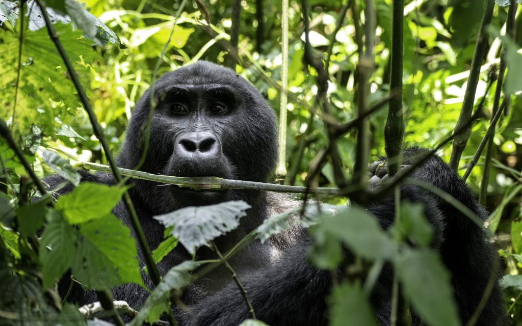 A mountain gorilla looking out through a screen of stems and broad leaves in dense forest