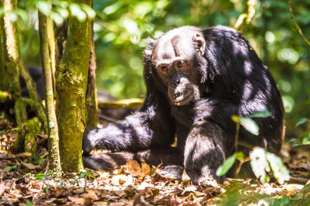A pale-faced adult chimpanzee lying on the forest floor between tall tree trunks