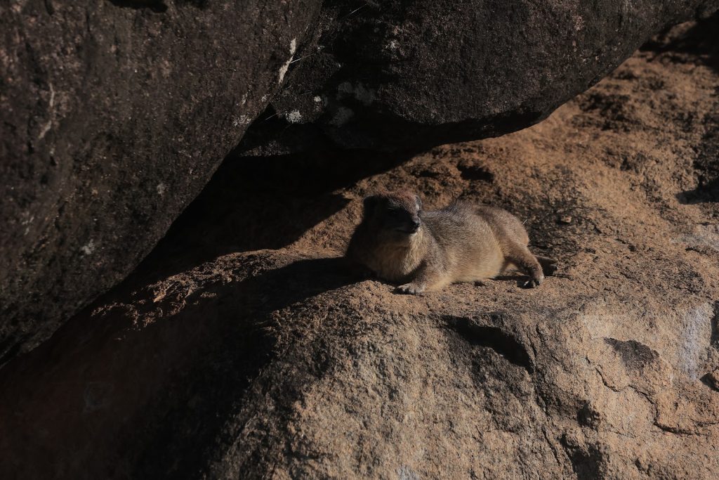 A rock hyrax basking on a sunlit boulder beside a shaded rock overhang