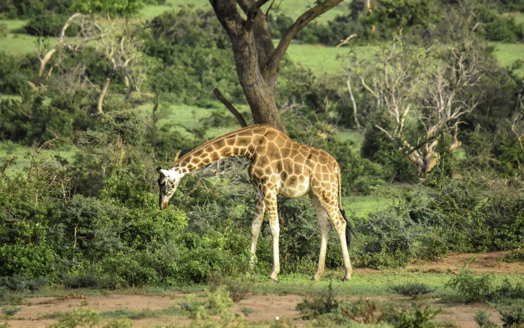 A Rothschild's giraffe bending its neck down to browse on low green bushes