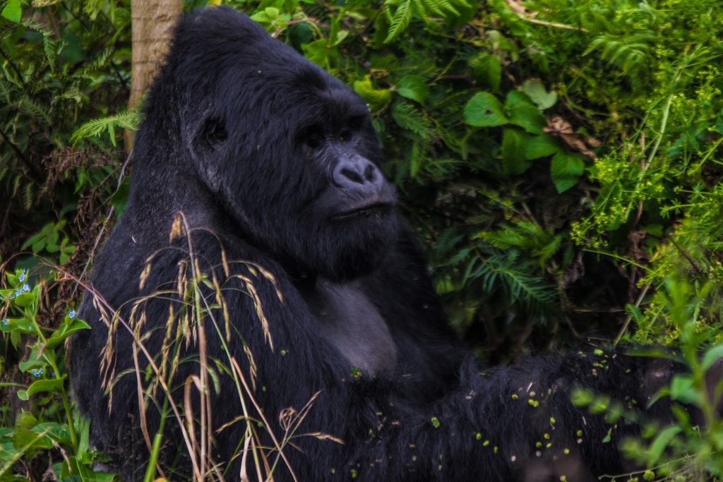 A silverback gorilla sitting in thick vegetation at the forest edge