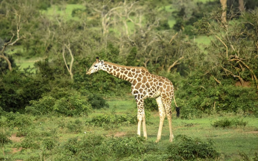 A single Rothschild's giraffe standing among green bush, neck lowered