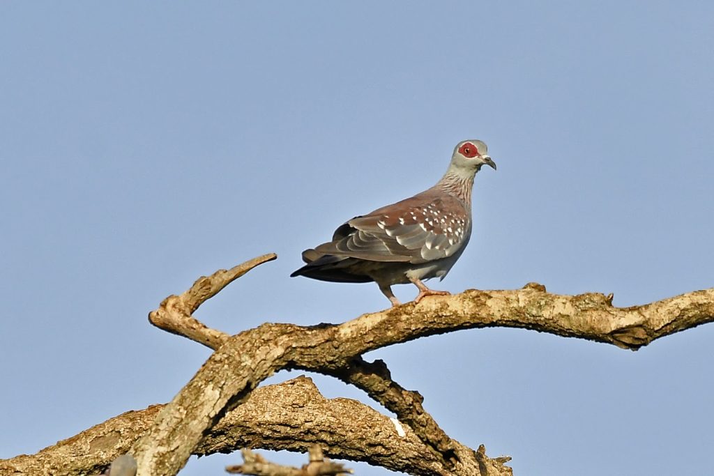 A speckled pigeon perched on a bare curved branch against a clear blue sky