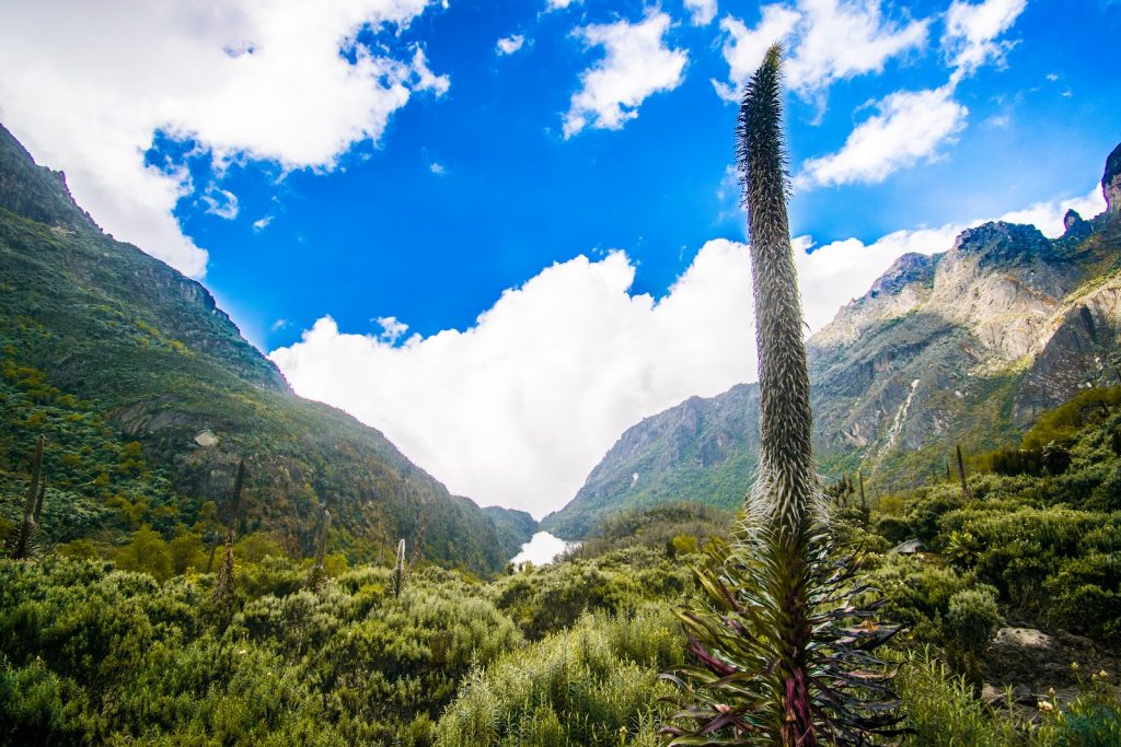A tall lobelia spike in the foreground with a glacier-capped Rwenzori peak behind under blue sky