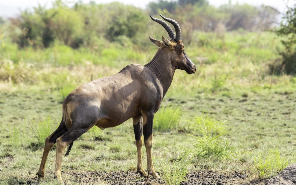 A topi standing alert in green grassland with bush and trees behind