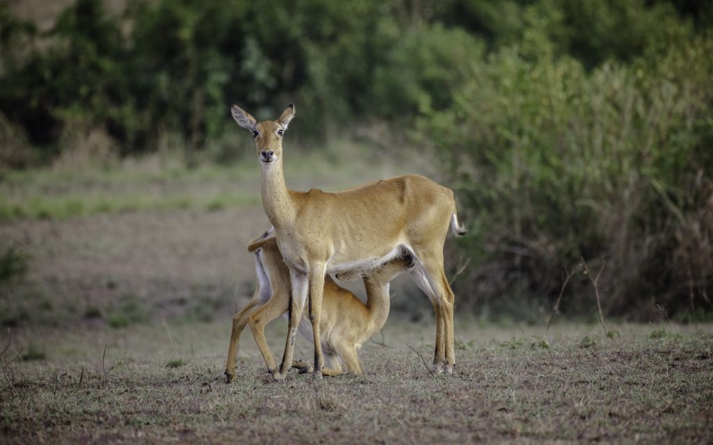 A Uganda kob standing on open ground with two calves sheltering beneath her