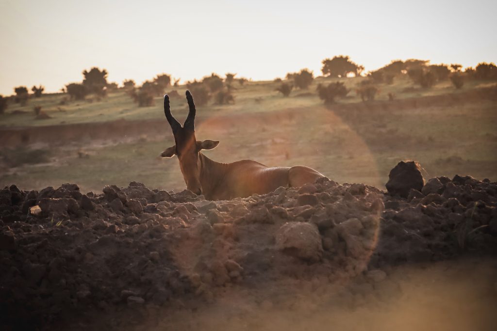 A Uganda kob standing on rocky ground at sunrise, the savanna hazy with dust behind it