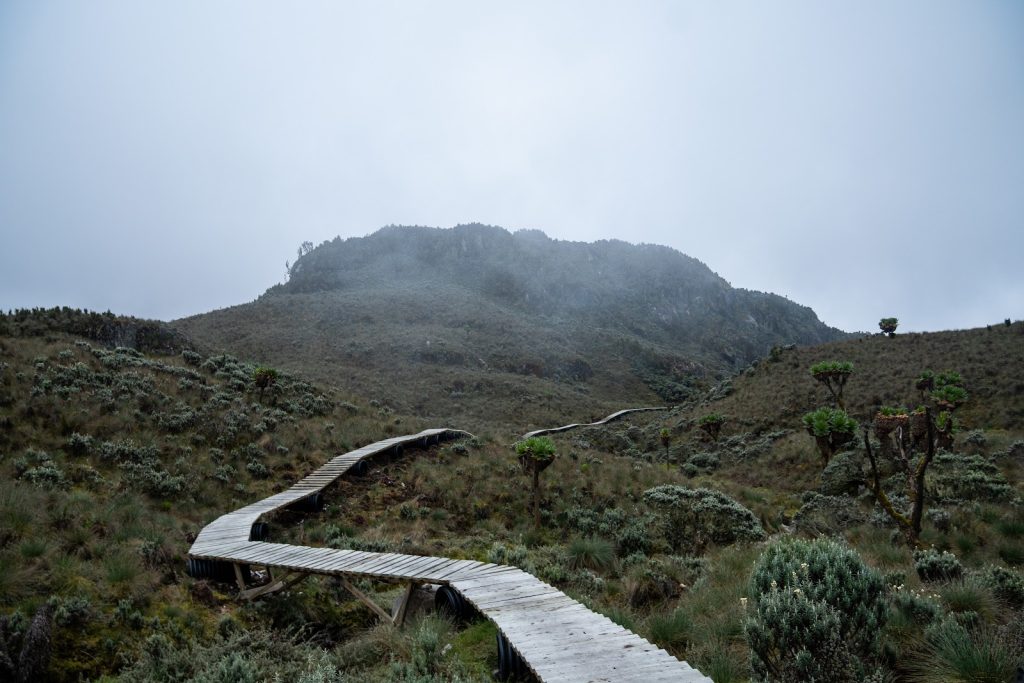 A wooden boardwalk winding across high alpine bog towards a cloud-covered ridge