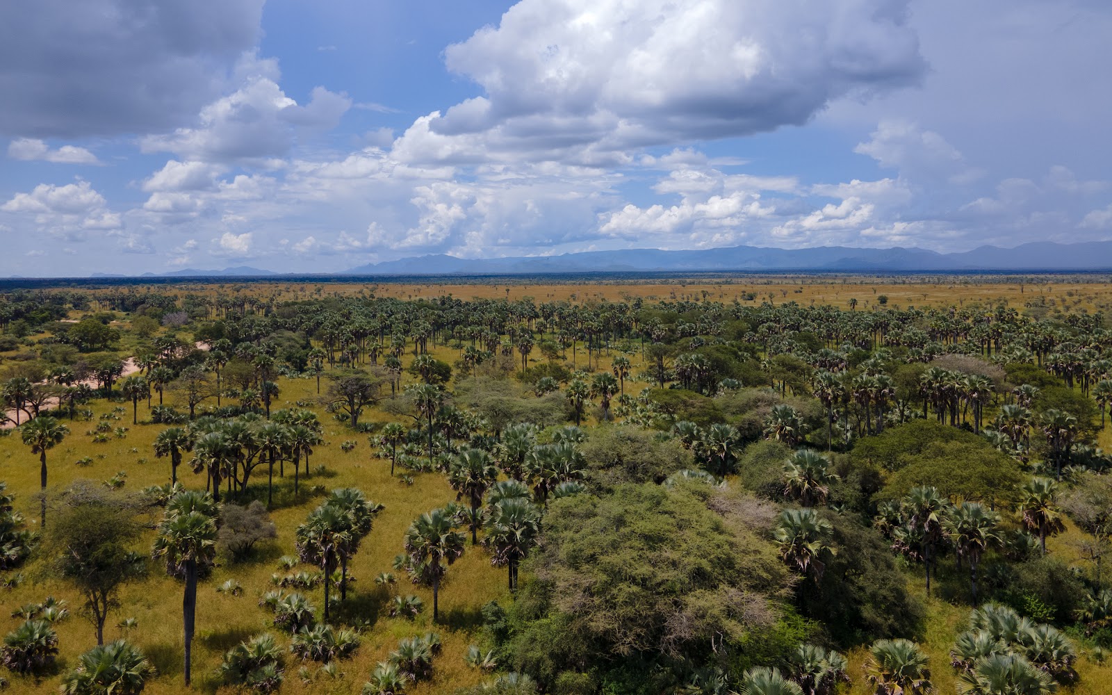 An aerial view over open Karamoja savanna dense with borassus palms and scattered acacia, a long blue mountain range on the far horizon