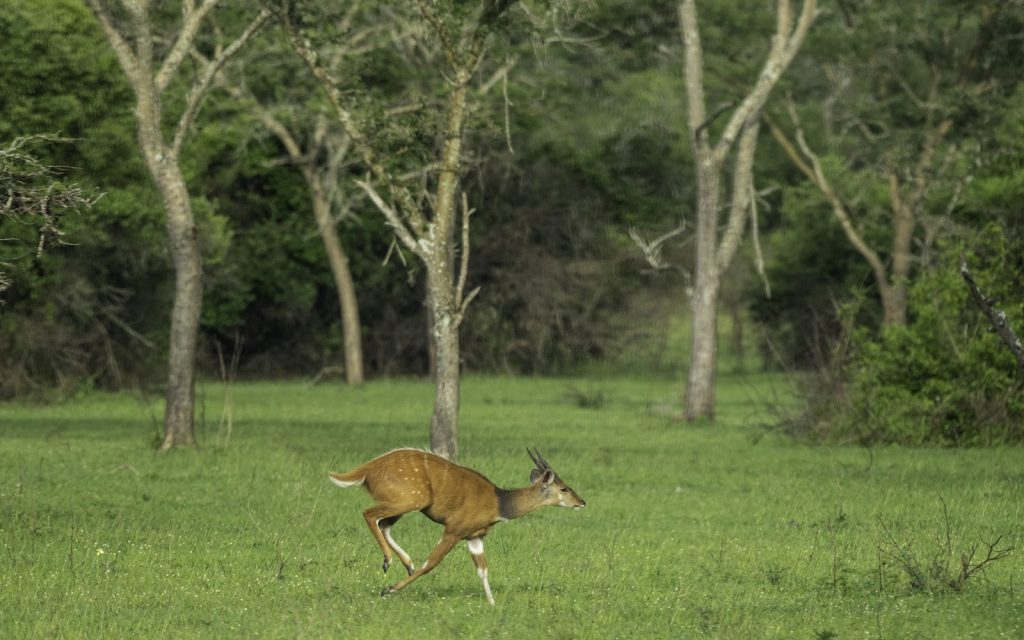 An impala running across a green clearing between bare acacia trunks