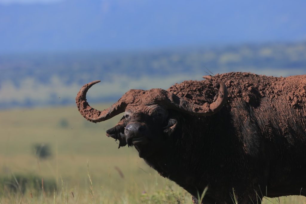 Close side view of a Cape buffalo's head and heavy curved horns above the grass