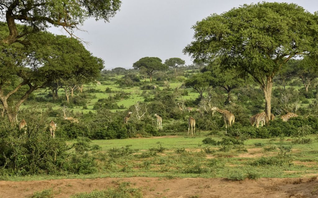 Giraffes moving among flat-topped acacia trees on green savanna