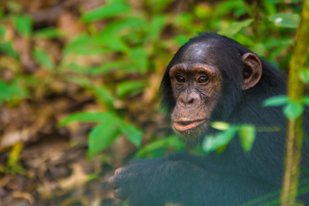 Side portrait of a chimpanzee's face in soft forest light, green leaves behind it