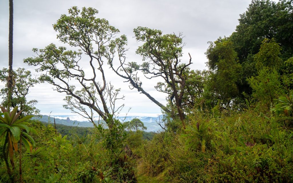 Tall moss-hung trees at the forest edge with a hazy plain visible far below