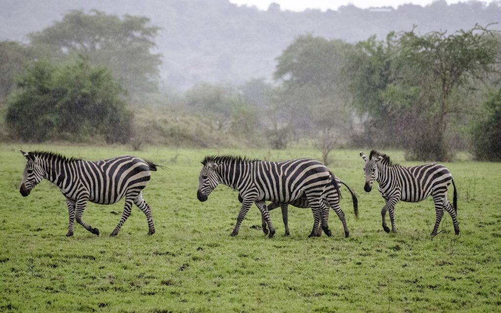 Three zebras walking across green grassland with hazy hills behind