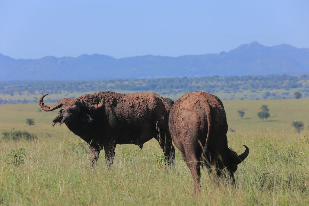 Two Cape buffalo grazing in long grass with distant blue mountains behind