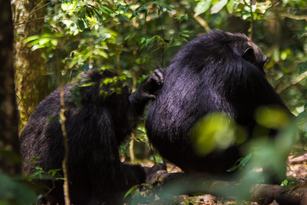 Two chimpanzees sitting back to back among low green plants in Kibale Forest