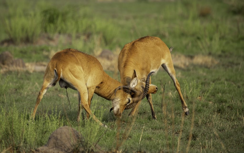 Two male Uganda kob locking horns in a sparring contest on short grass