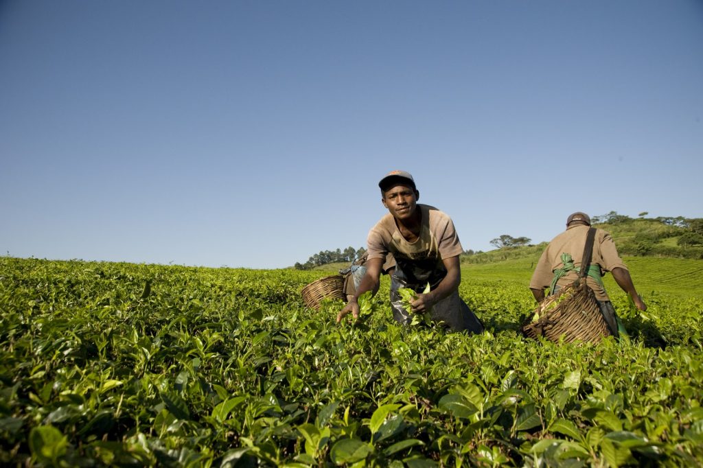 Two workers picking leaves in a bright green tea plantation under a wide sky