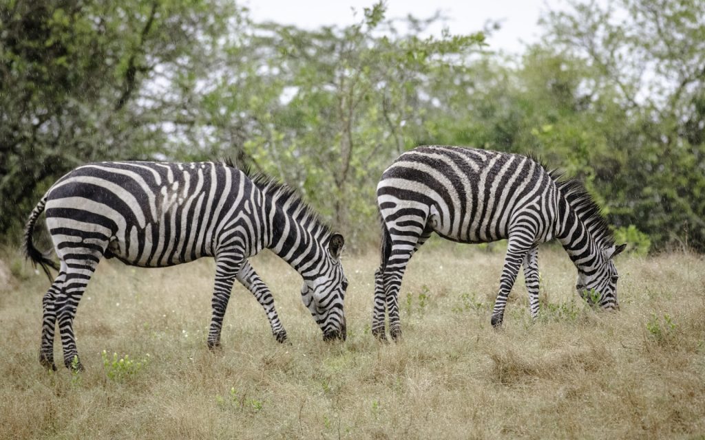 Two zebras grazing side by side in dry golden grass