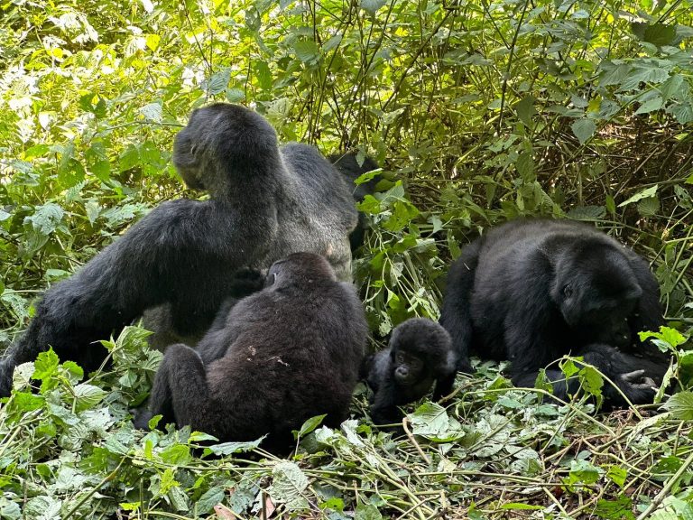 Uganda Wildlife Safari & Gorillas