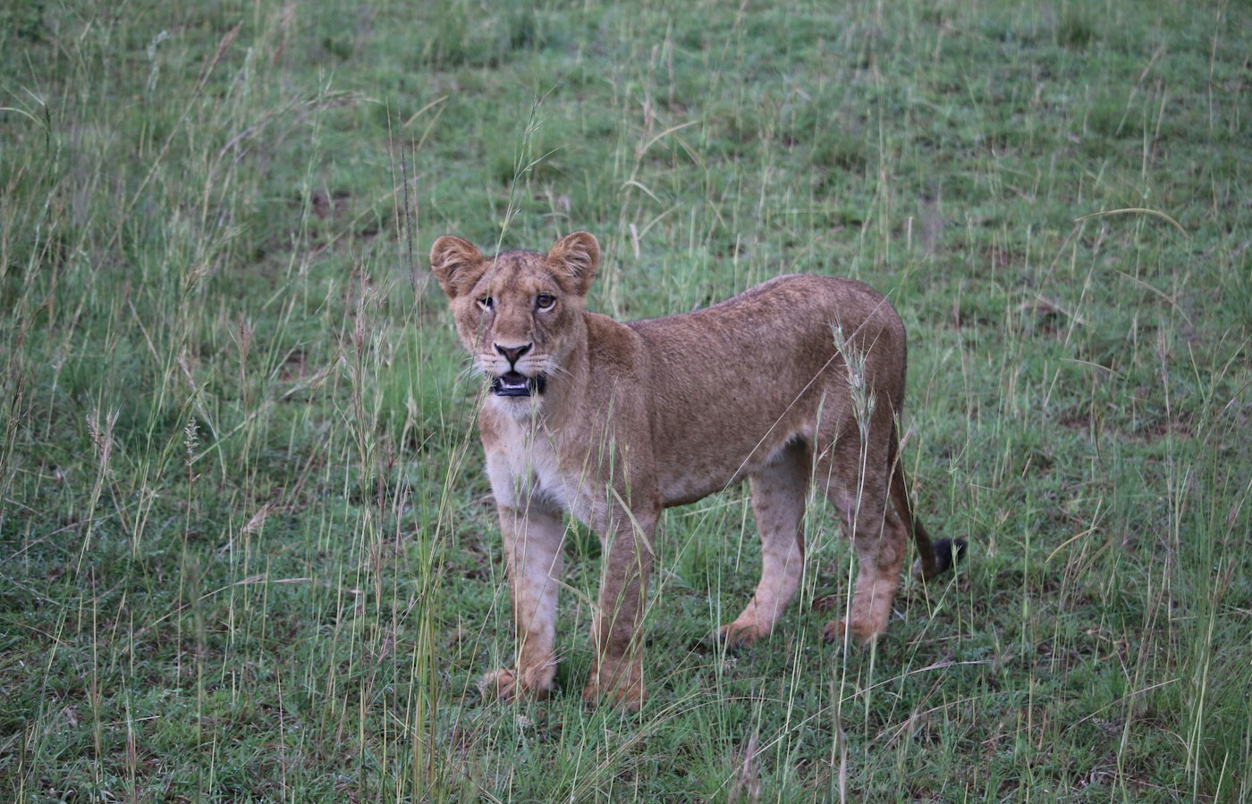 Young lion standing in savanna grass