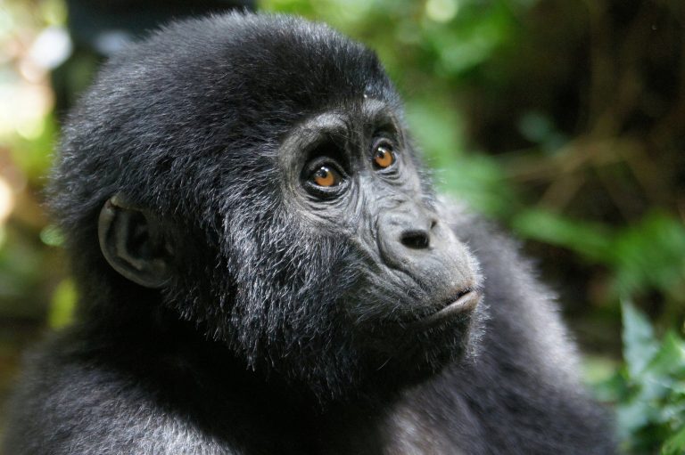 3 Days Gorilla Habituation Experience Safari in Bwindi